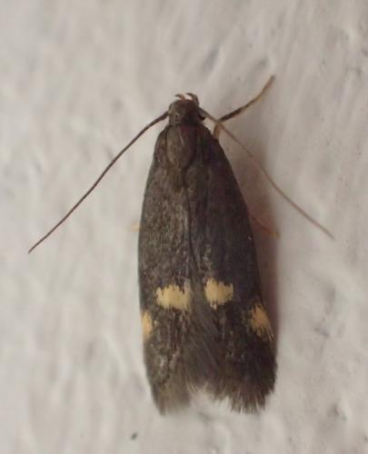 Borkhausenia minutella